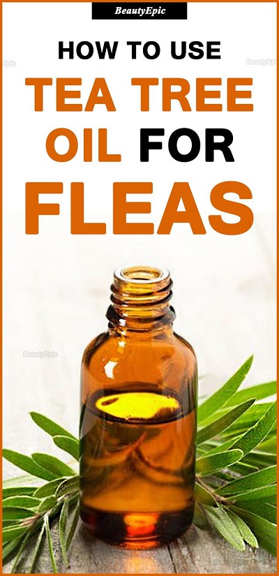 How To Use Tea Tree Oil For Fleas