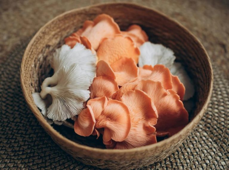 Oyster Mushrooms: Surprising Benefits and Possible Side Effects You Should Know