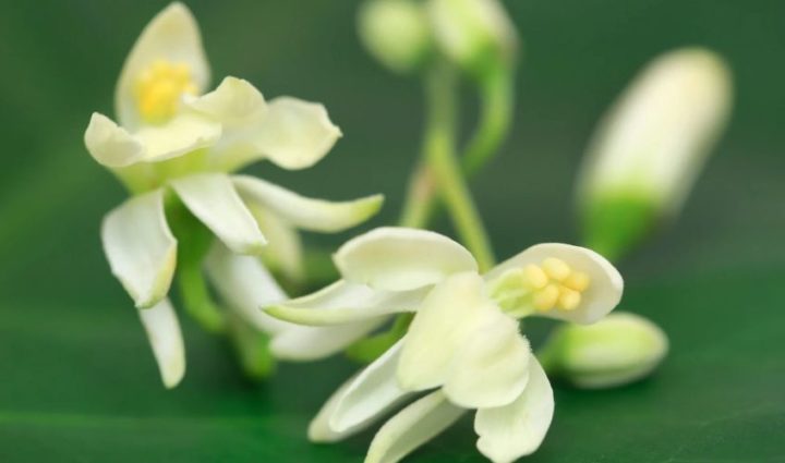 7 Amazing Health Benefits of Moringa Oleifera